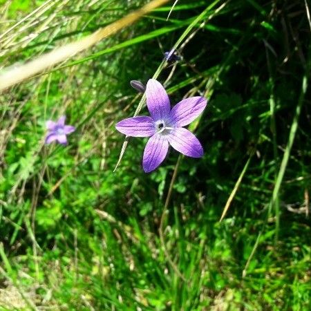 Campanula patula Kukka