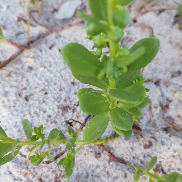 Cakile edentula Leaf