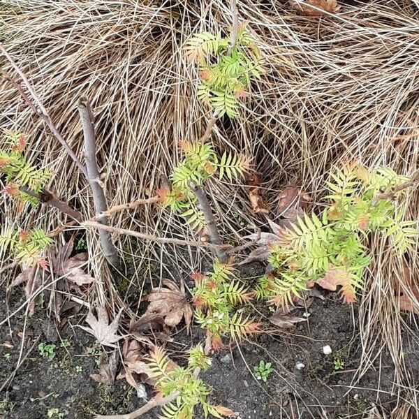 Sorbaria sorbifolia Alkat (teljes növény)