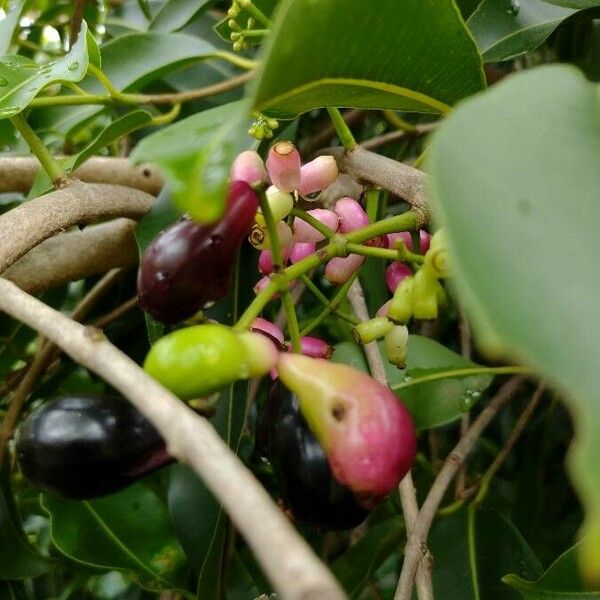 Syzygium cumini Fruit