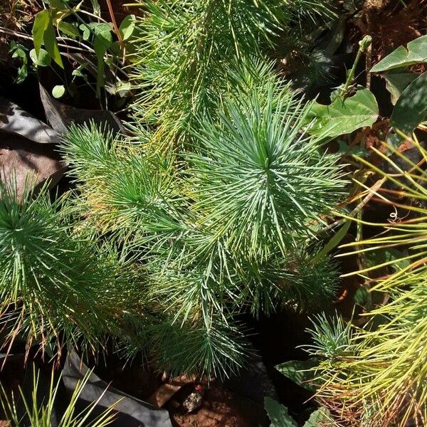 Pinus maximartinezii List
