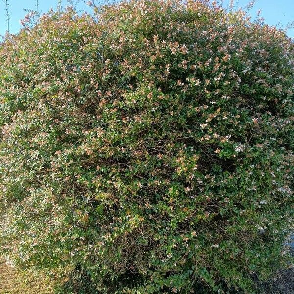 Abelia × grandiflora Hàbitat