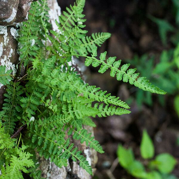 Woodsia ilvensis Costuma