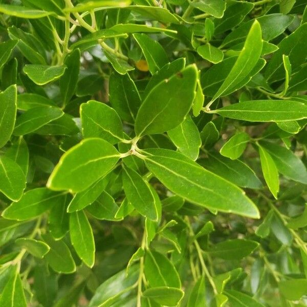 Ilex glabra List