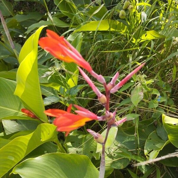 Canna indica फूल