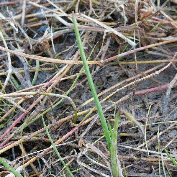 Juncus heterophyllus पत्ता