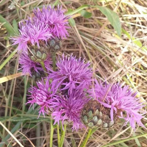 Centaurea scabiosa Flower