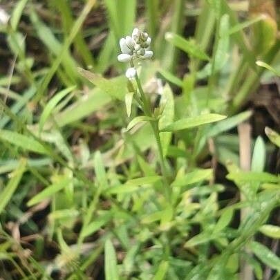 Polygala paniculata Lorea