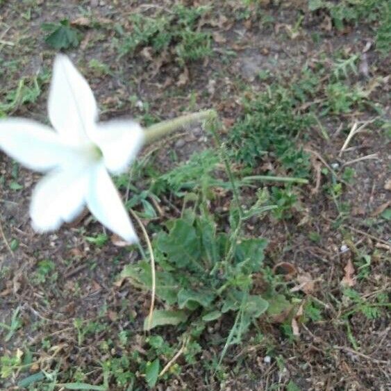 Nicotiana longiflora Λουλούδι