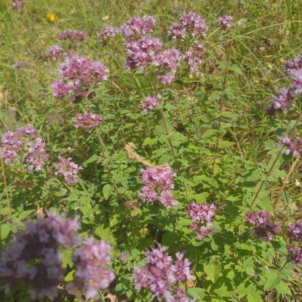 Origanum vulgare Bark