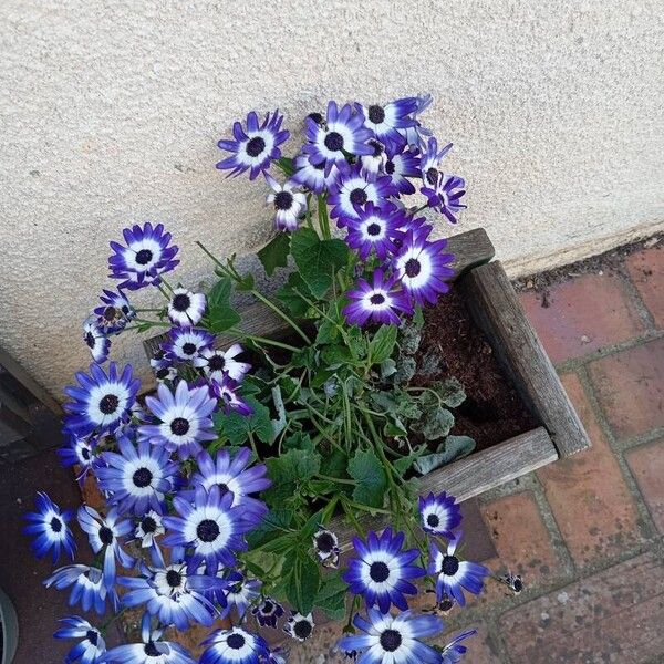 Pericallis lanata Bloem