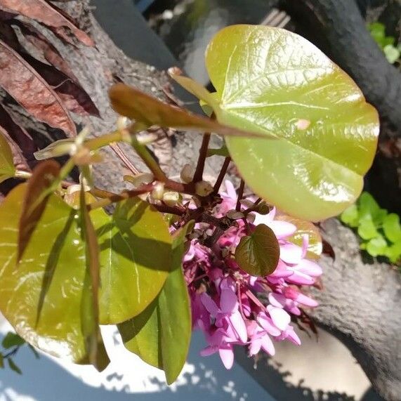 Cercis siliquastrum Blad