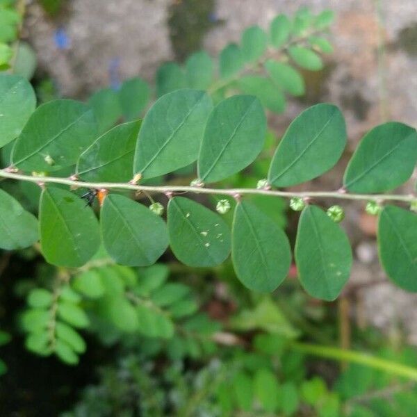 Phyllanthus tenellus Φύλλο