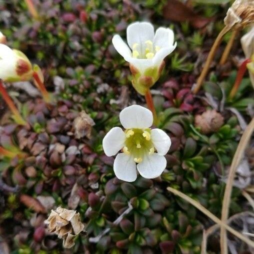 Diapensia lapponica Flower