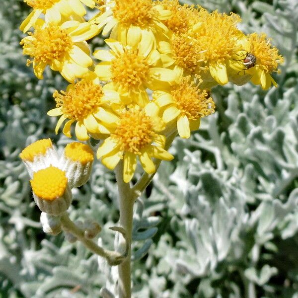 Jacobaea maritima 花