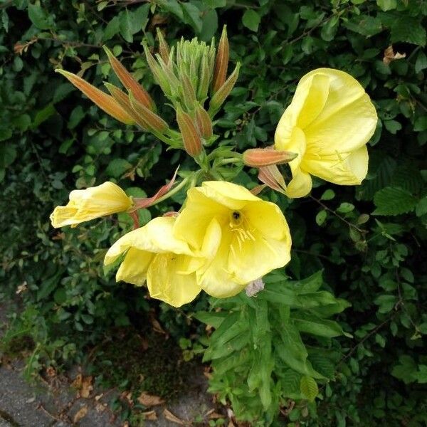Oenothera glazioviana Kvet