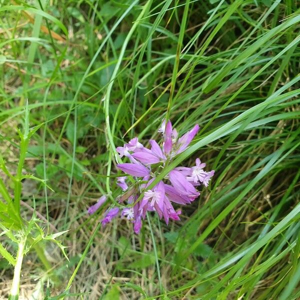 Polygala major 花