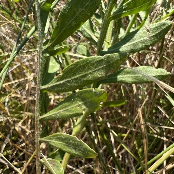 Centaurea collina Yaprak