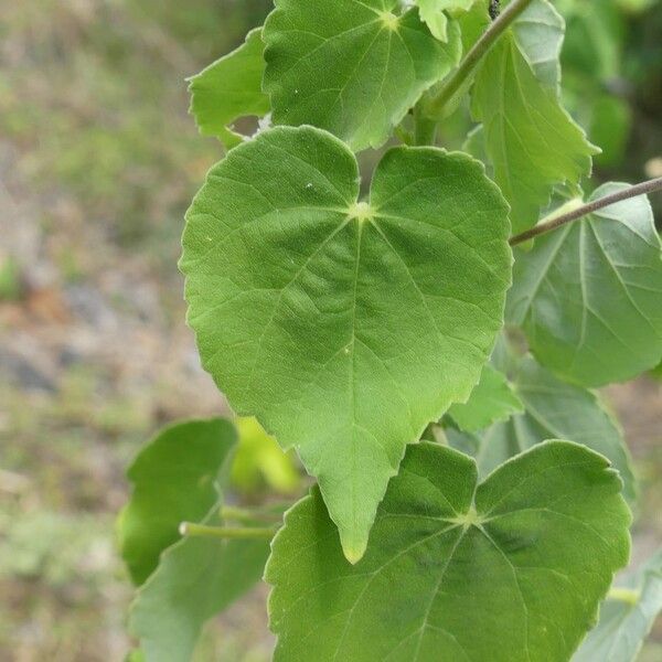 Abutilon indicum Blad