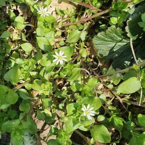 Cerastium diffusum Floare