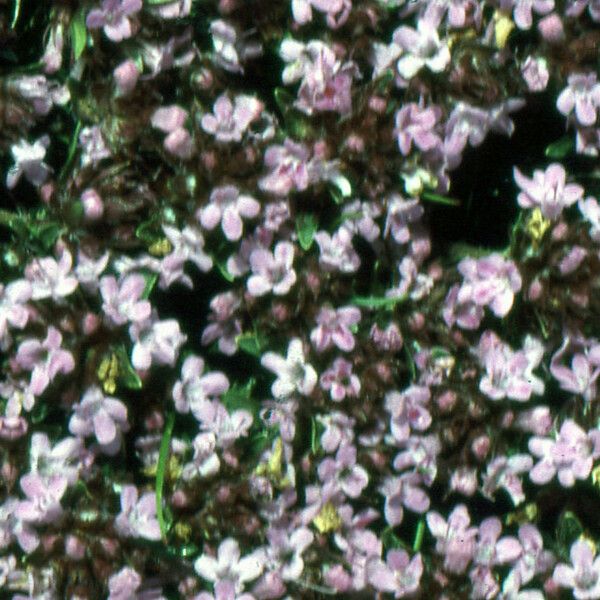 Thymus nervosus Floro