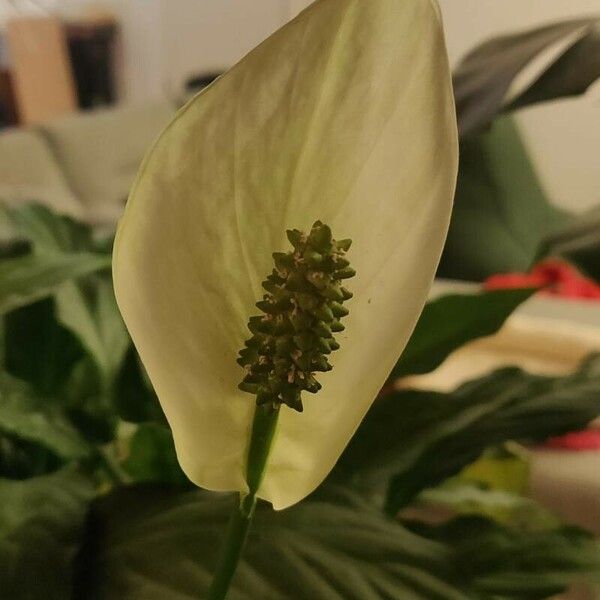 Calla palustris Flower