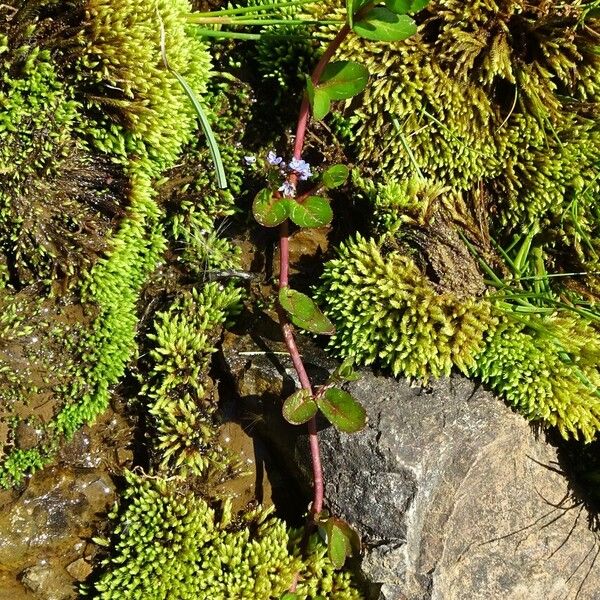 Veronica beccabunga Habit