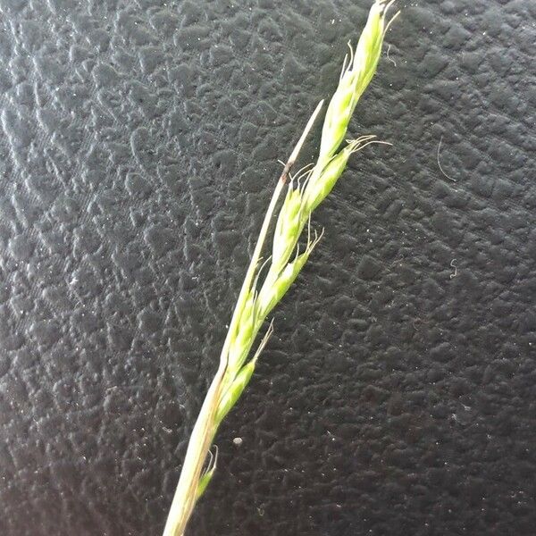 Festuca bromoides Blodyn