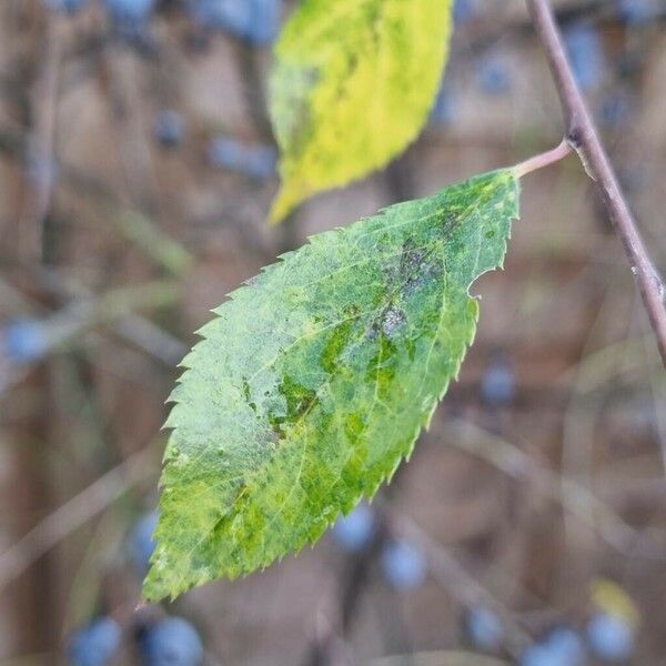 Prunus × fruticans Ліст