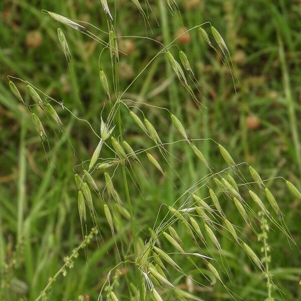 Avena sterilis Cvet