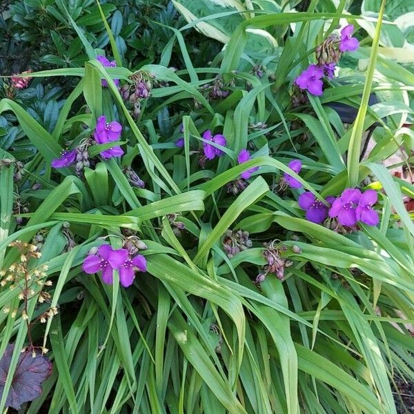 Tradescantia virginiana Flower