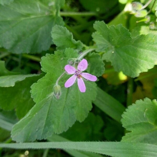 Erodium malacoides Çiçek