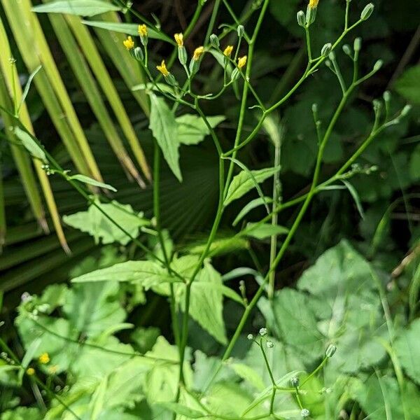 Crepis pulchra Habit