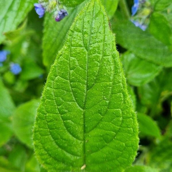 Pentaglottis sempervirens Blad