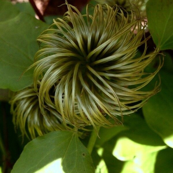 Clematis viticella Frukto