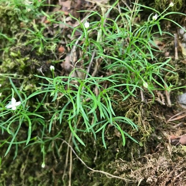 Moehringia muscosa Folha