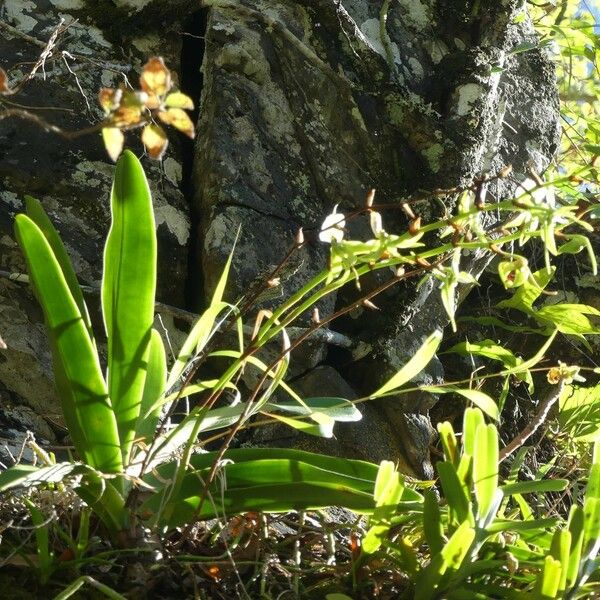 Angraecum eburneum Агульны выгляд