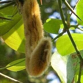 Mucuna pruriens Fruit