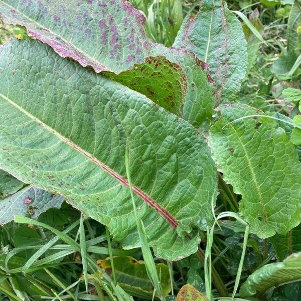 Rumex obtusifolius Blad