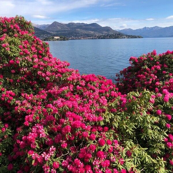 Rhododendron arboreum Flors