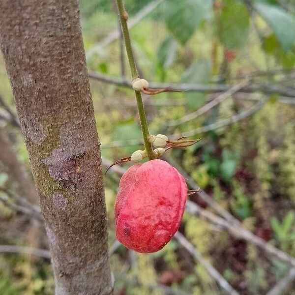 Alchornea cordifolia Fruit