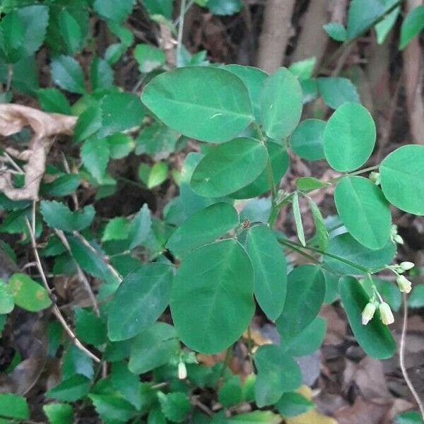 Oxalis barrelieri Blad