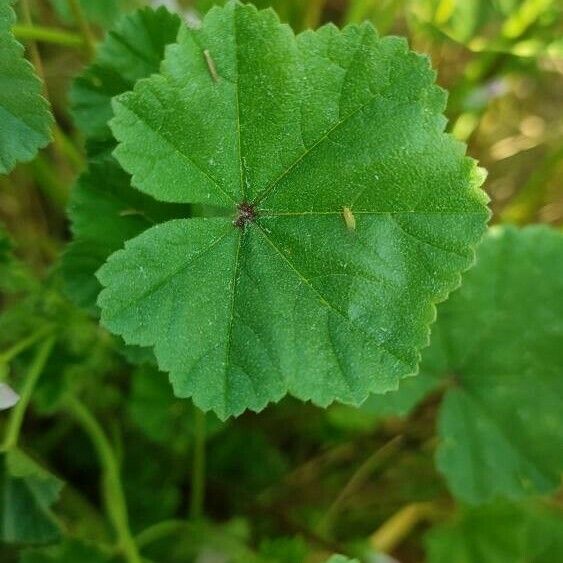 Malva neglecta Leaf