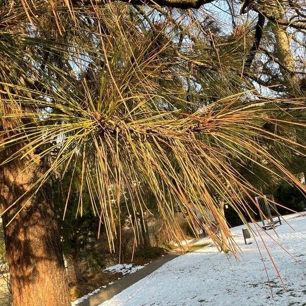 Pinus jeffreyi List