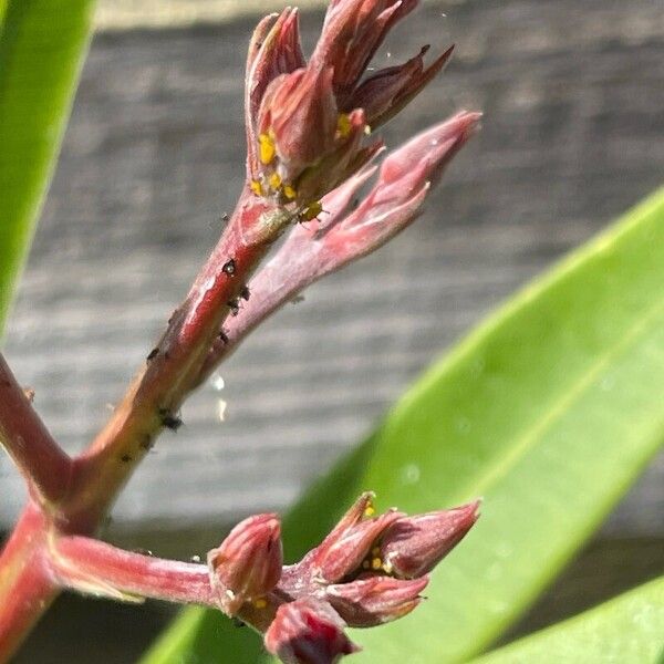 Nerium oleander Fruit