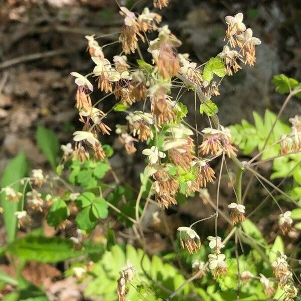 Thalictrum dioicum Blomma