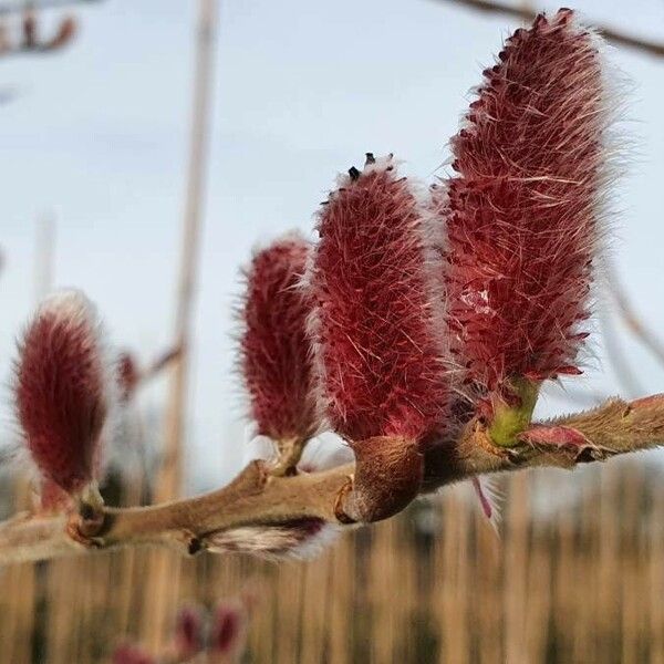 Salix purpurea Bloem