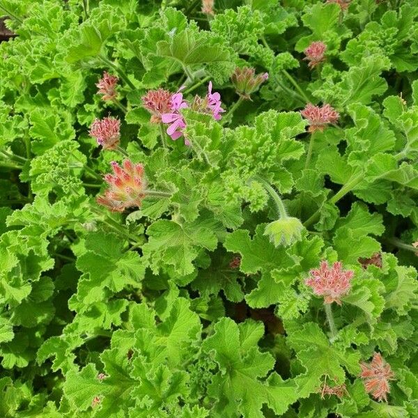 Pelargonium capitatum Flor