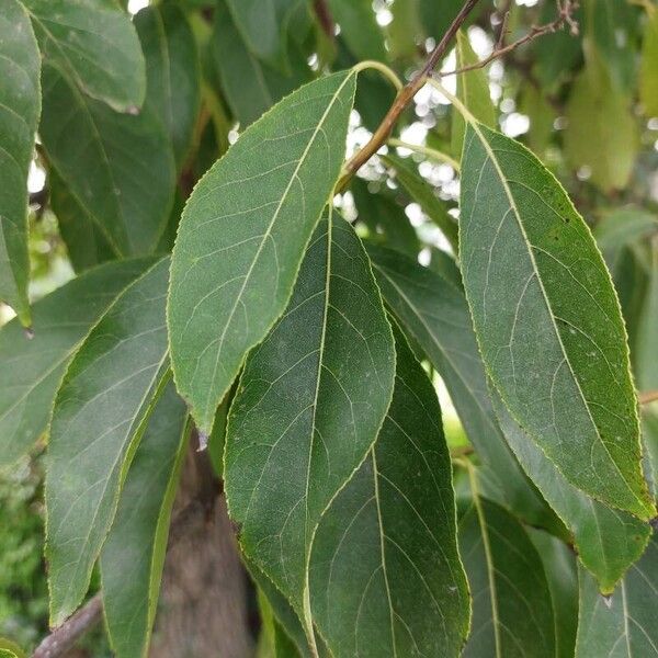 Ehretia acuminata पत्ता