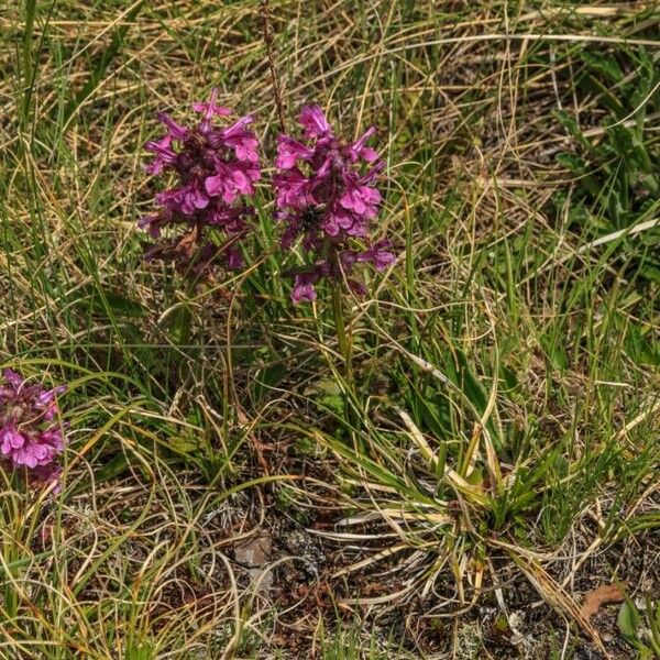 Pedicularis verticillata Flower